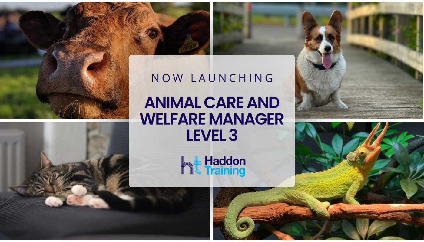 Animal care and welfare manager level 3